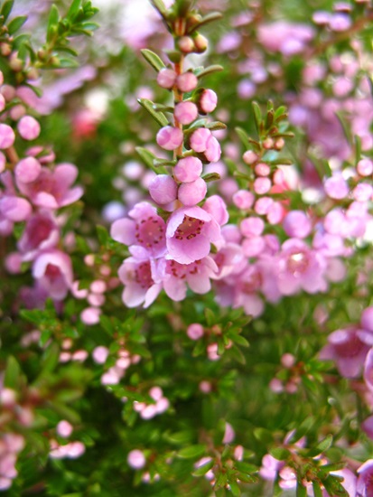 saxicola