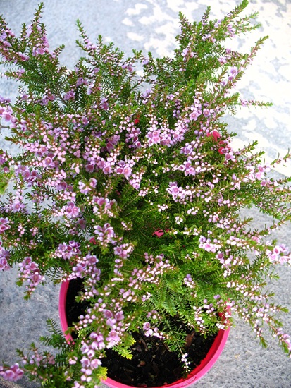 saxicola