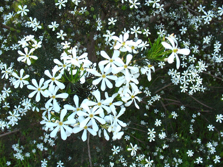 tuberculatus01