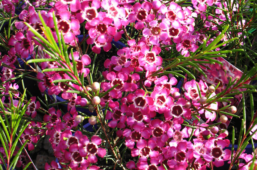 Chamelaucium uncinatum and Cultivars