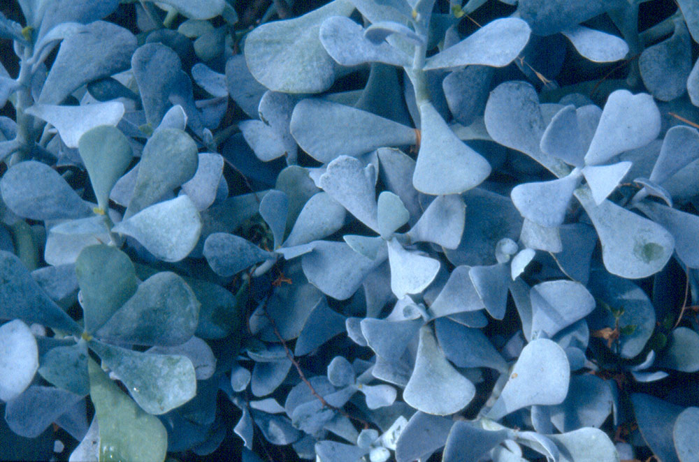 Waterwise Plant Details