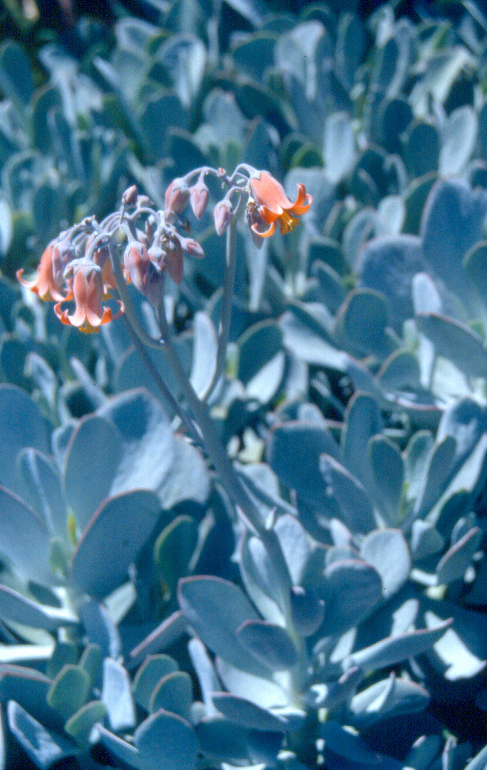 Waterwise Plant Details