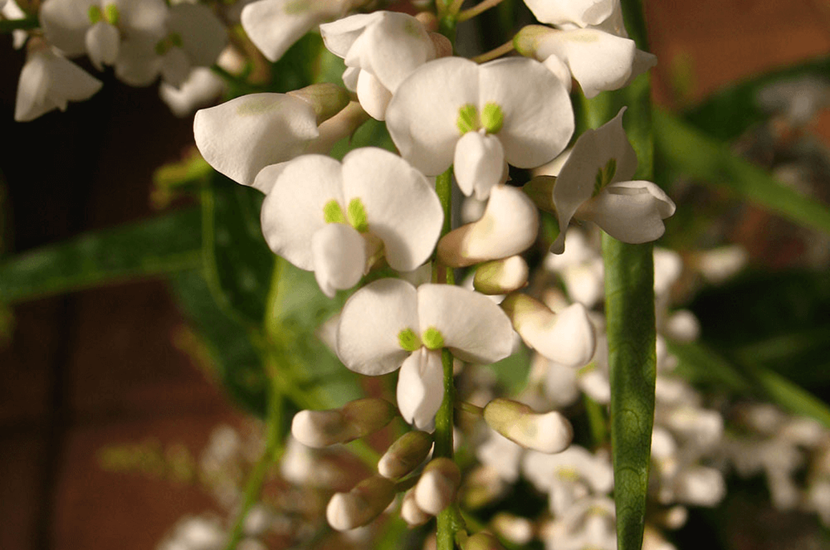 violacea