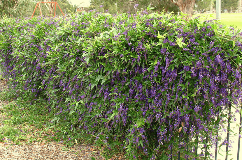 violacea