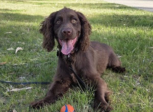 Piper in park