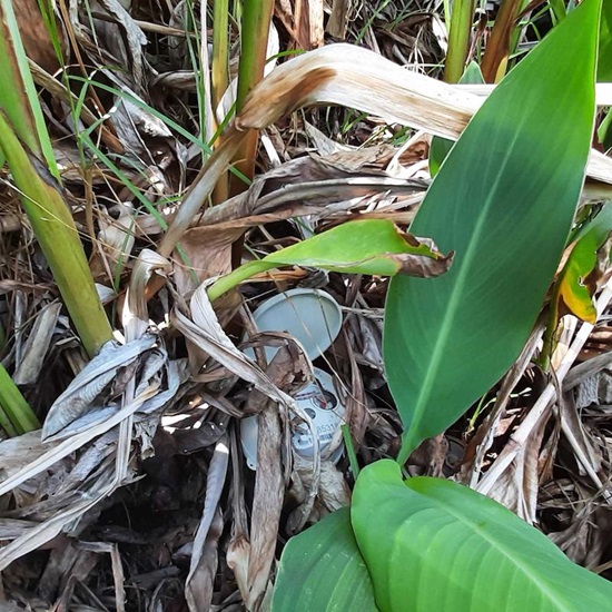 Plant obstruction to a meter Plants are obstructing access to a water meter