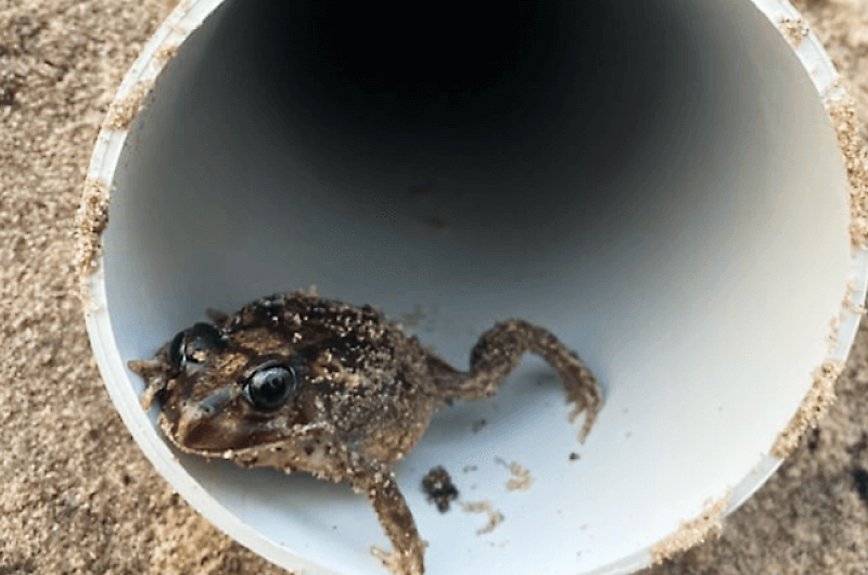 The frog hotel, which housed 20 local Moaning and Banjo frogs.