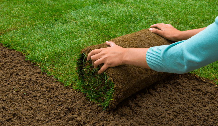 Person rolling out new turf