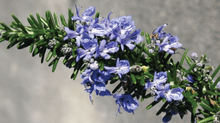 Rosemary branch