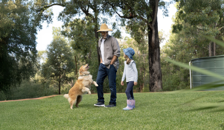 Looking after your lawn image