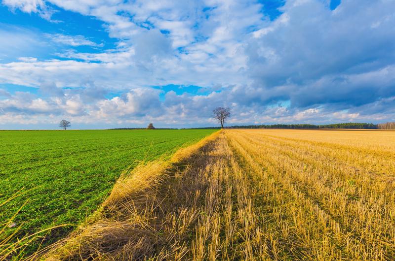 Goldfields and Agricultural