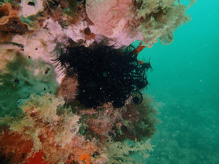 Underwater footage from Perth Seawater Desalination Plant showing a crinoid
