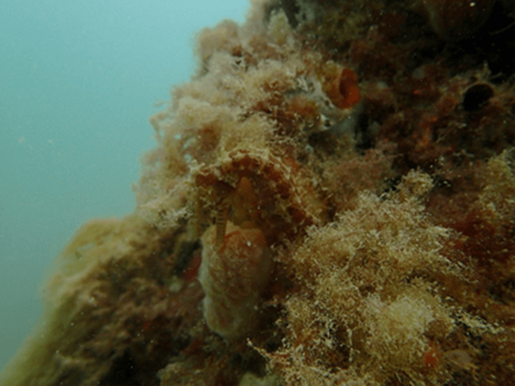 Underwater footage from Perth Seawater Desalination Plant showing a seahorse on the diffuser