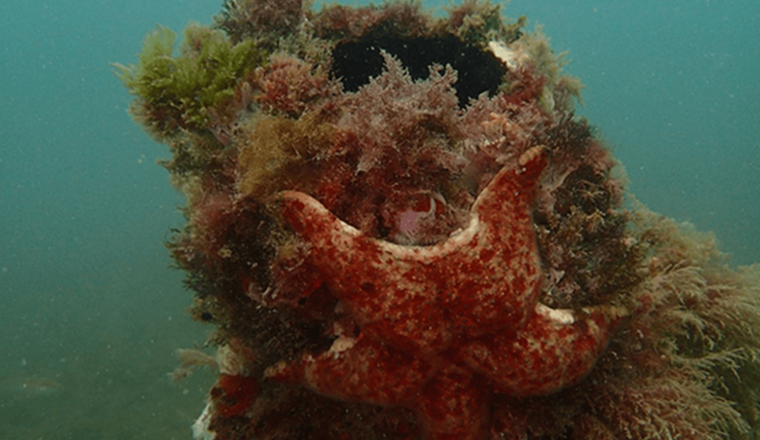 Sea Star at mouth of diffuser