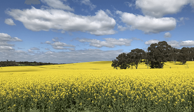 Canola fields fertilised by biosolids