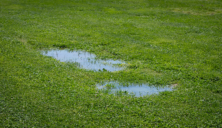 Flooded lawn