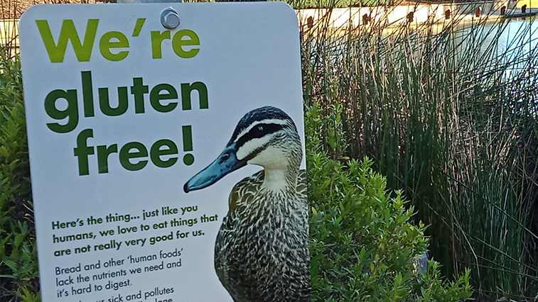 City of Mandurah Gluten Free Ducks sign Photo of the City of Mandurah Gluten Free Ducks sign